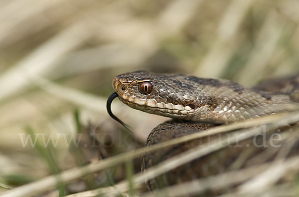 Kreuzotter (Vipera berus)