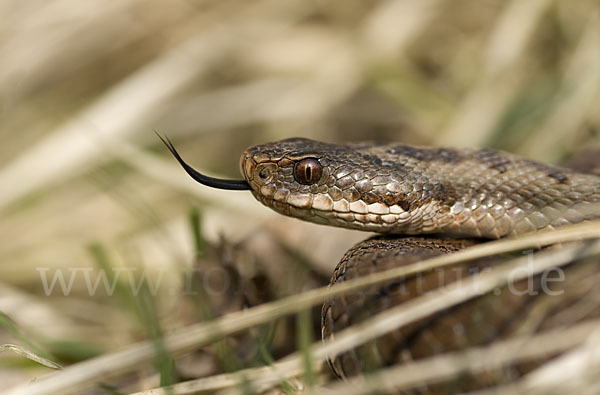 Kreuzotter (Vipera berus)