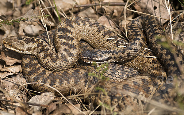 Kreuzotter (Vipera berus)