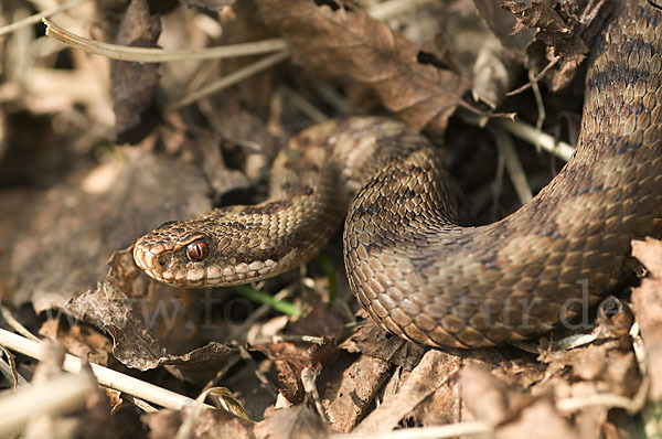 Kreuzotter (Vipera berus)