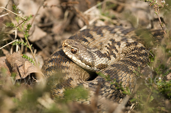 Kreuzotter (Vipera berus)