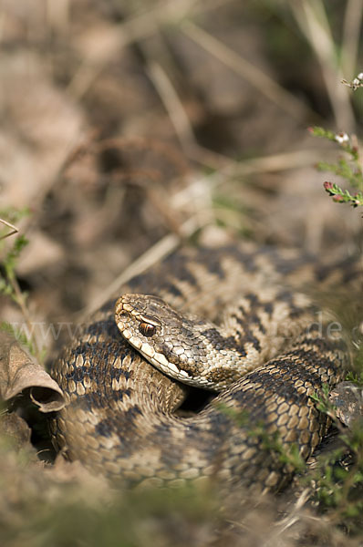 Kreuzotter (Vipera berus)