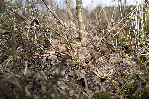 Kreuzotter (Vipera berus)