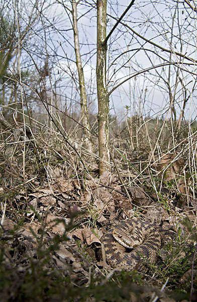 Kreuzotter (Vipera berus)