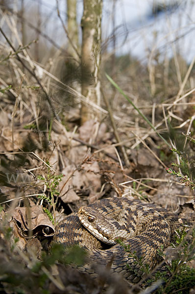 Kreuzotter (Vipera berus)