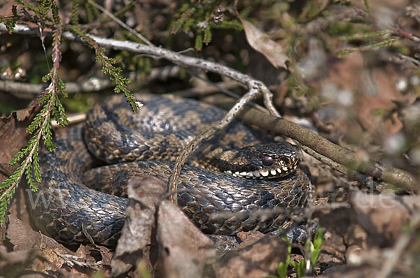 Kreuzotter (Vipera berus)