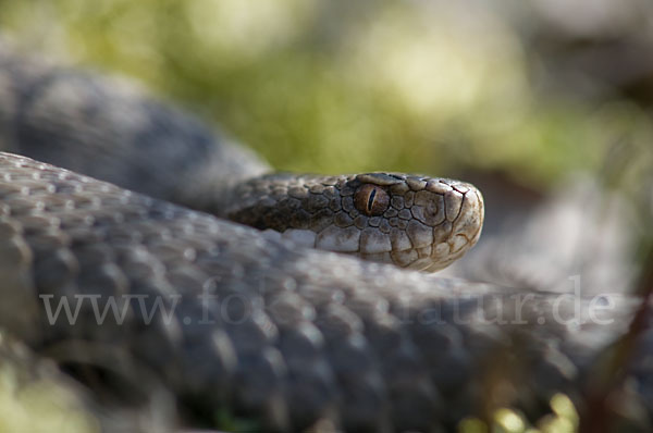 Kreuzotter (Vipera berus)