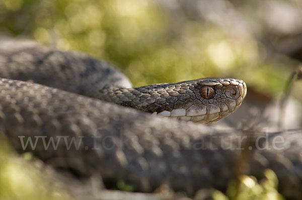 Kreuzotter (Vipera berus)