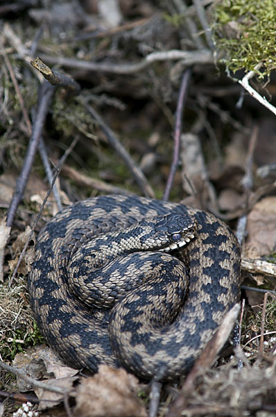 Kreuzotter (Vipera berus)