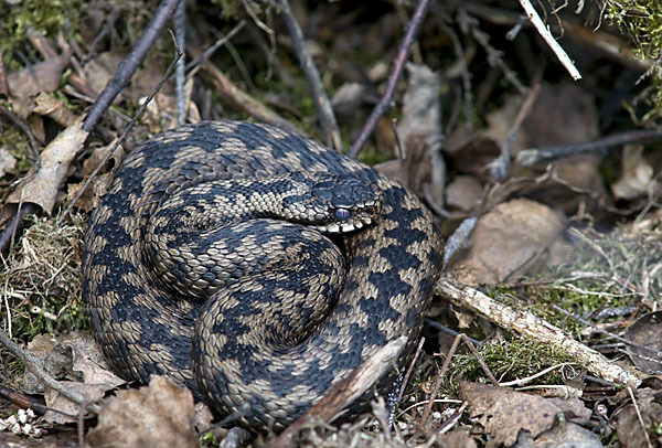 Kreuzotter (Vipera berus)