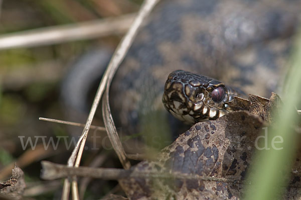 Kreuzotter (Vipera berus)