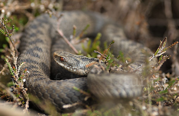 Kreuzotter (Vipera berus)