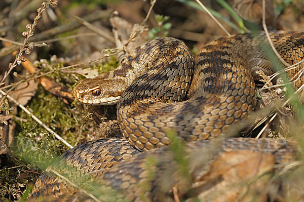 Kreuzotter (Vipera berus)