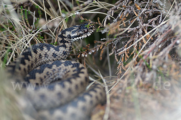 Kreuzotter (Vipera berus)