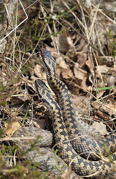 Kreuzotter (Vipera berus)