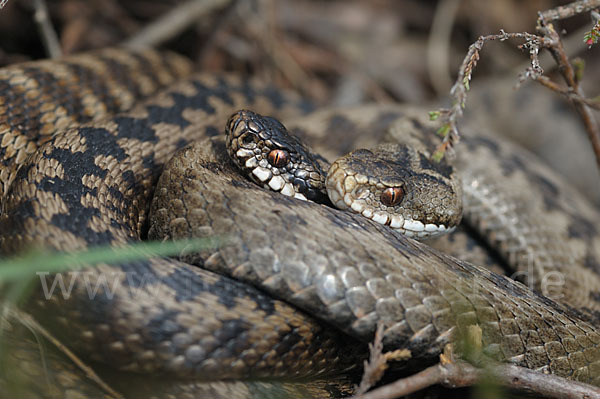 Kreuzotter (Vipera berus)