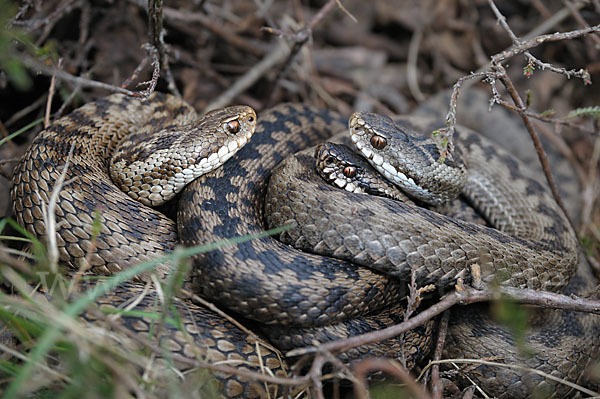 Kreuzotter (Vipera berus)