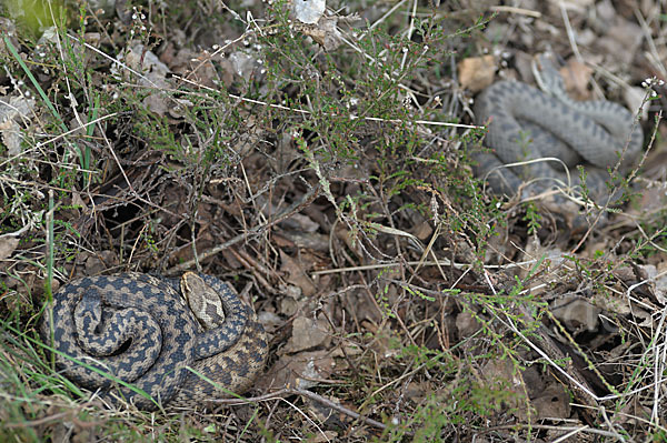 Kreuzotter (Vipera berus)