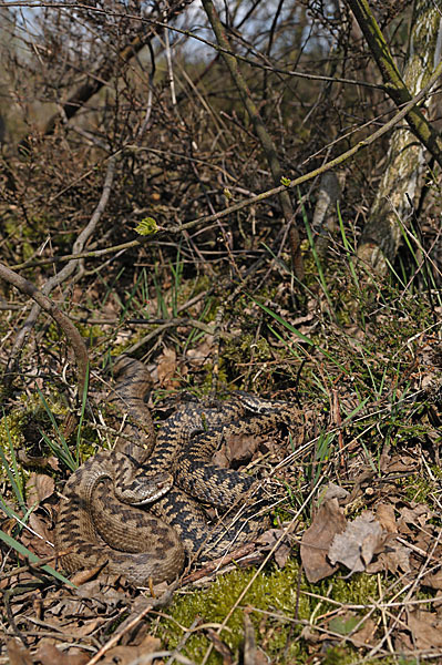 Kreuzotter (Vipera berus)