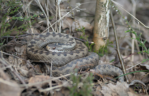 Kreuzotter (Vipera berus)