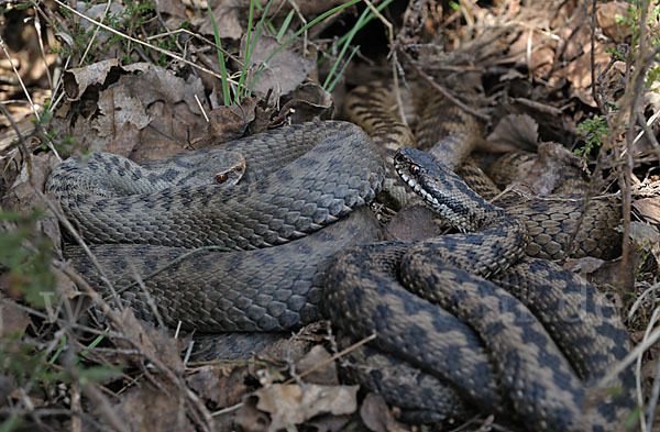 Kreuzotter (Vipera berus)