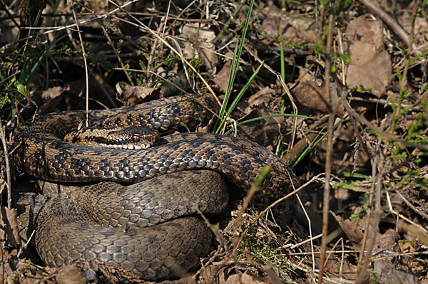 Kreuzotter (Vipera berus)