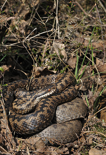 Kreuzotter (Vipera berus)