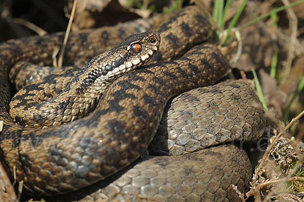 Kreuzotter (Vipera berus)