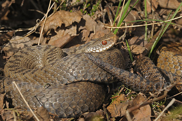 Kreuzotter (Vipera berus)