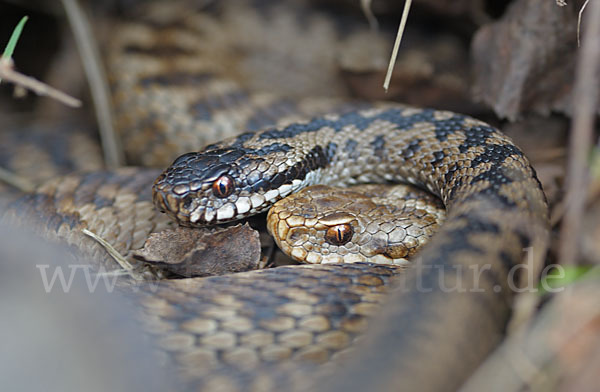 Kreuzotter (Vipera berus)