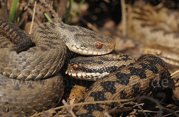 Kreuzotter (Vipera berus)