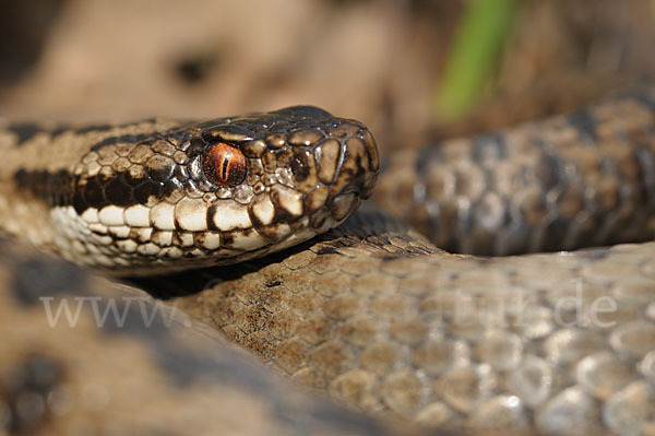 Kreuzotter (Vipera berus)