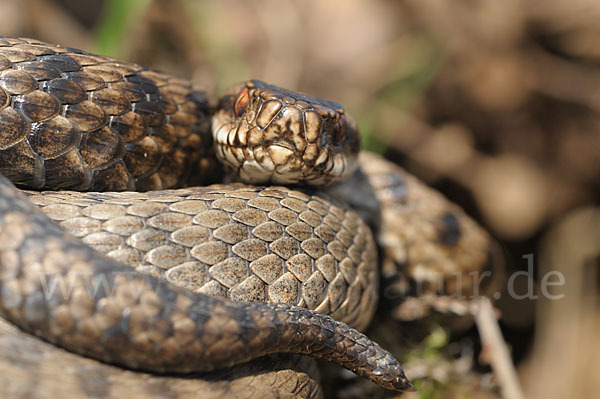 Kreuzotter (Vipera berus)