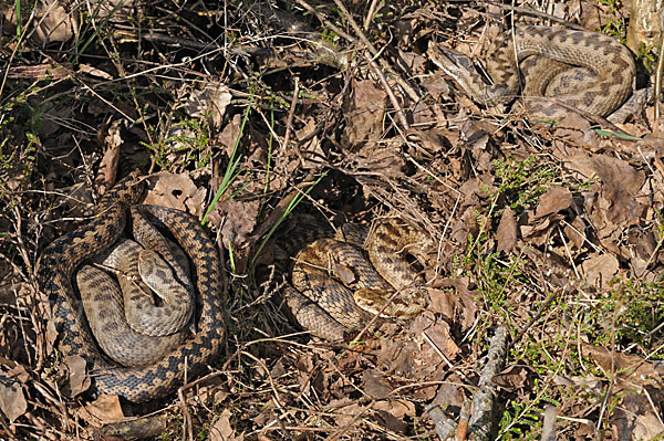 Kreuzotter (Vipera berus)