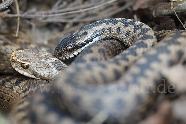 Kreuzotter (Vipera berus)