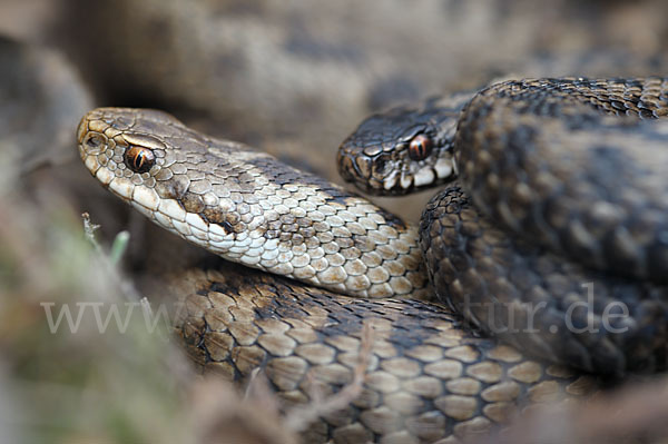 Kreuzotter (Vipera berus)