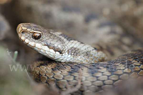 Kreuzotter (Vipera berus)