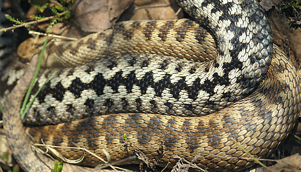 Kreuzotter (Vipera berus)