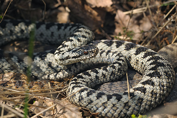 Kreuzotter (Vipera berus)