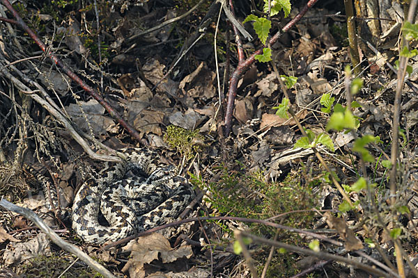 Kreuzotter (Vipera berus)