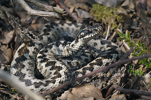 Kreuzotter (Vipera berus)