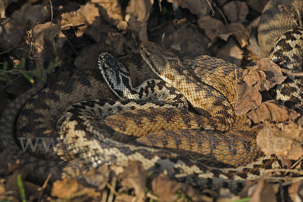 Kreuzotter (Vipera berus)