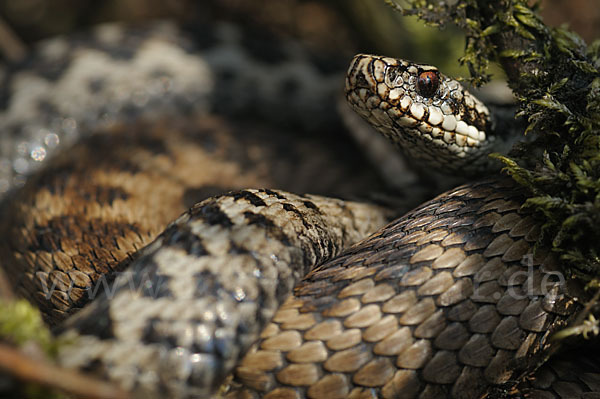 Kreuzotter (Vipera berus)