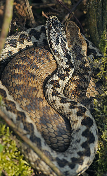 Kreuzotter (Vipera berus)