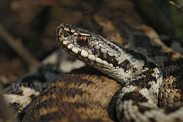 Kreuzotter (Vipera berus)