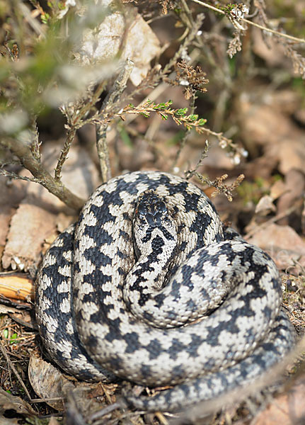 Kreuzotter (Vipera berus)