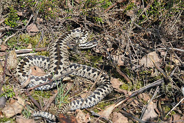 Kreuzotter (Vipera berus)