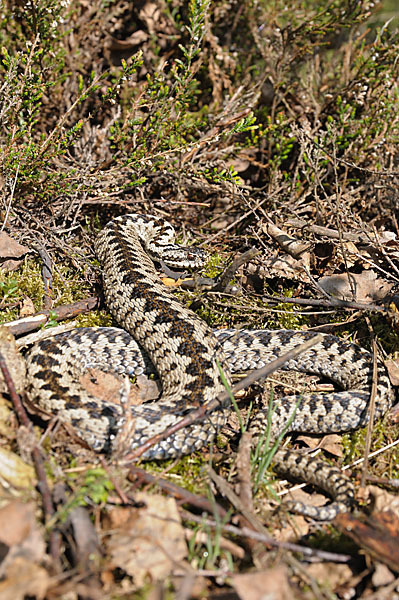 Kreuzotter (Vipera berus)