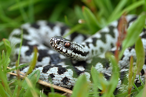 Kreuzotter (Vipera berus)