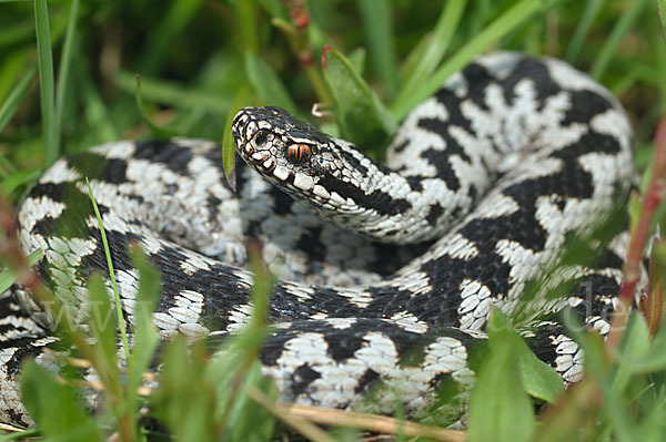 Kreuzotter (Vipera berus)